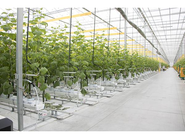 250 га інноваційних теплиць: як вирощує огірки канадський агролідер Рис.3