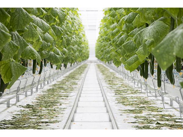 250 га інноваційних теплиць: як вирощує огірки канадський агролідер Рис.4