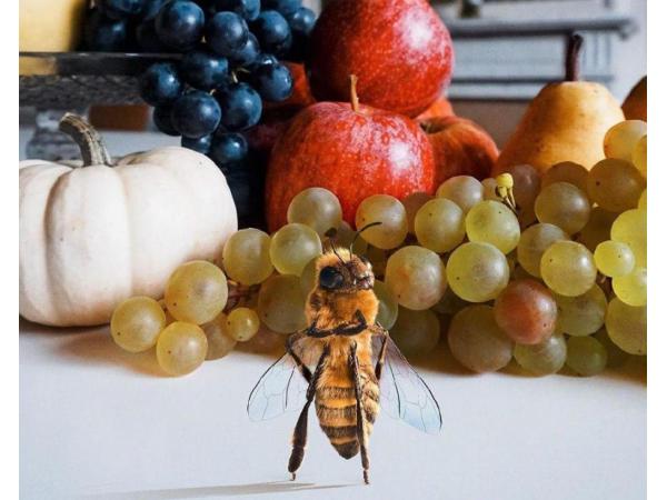 Бджола стала блогером в Instagram: зворушливий екопроєкт Bee Fund ФОТО Рис.2