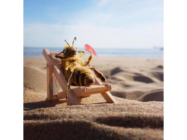 Бджола стала блогером в Instagram: зворушливий екопроєкт Bee Fund ФОТО Рис.5