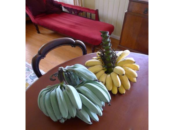 Фантастичні блакитні банани: дивовижний смак, нереальний колір Рис.5