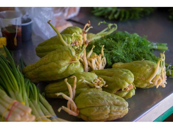 Мексиканський огірок може конкурувати з традиційними овочевими культурами на півдні України Рис.3