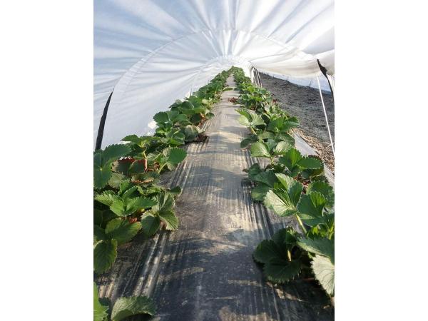 На Одещині вирощують суницю садову за італійською технологією Рис.3