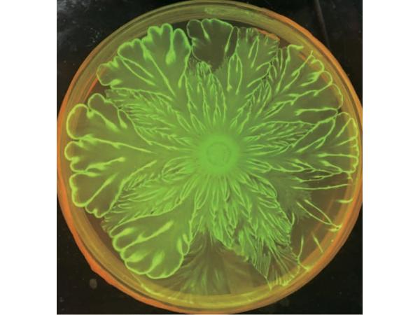 Вчені випадково отримали " бактеріальні квіти» Рис.3