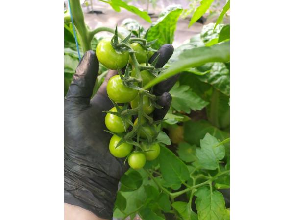 На Луганщині нідерландські джмелі допоможуть виростити томати Рис.2
