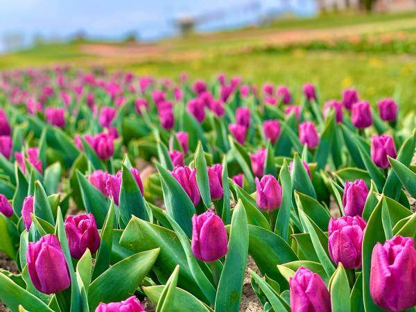 Під Києвом розцвіли безмежні поля тюльпанів Рис.4