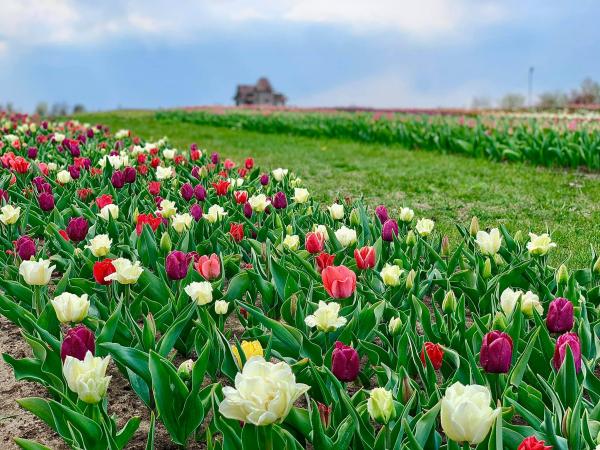 Під Києвом розцвіли безмежні поля тюльпанів Рис.5
