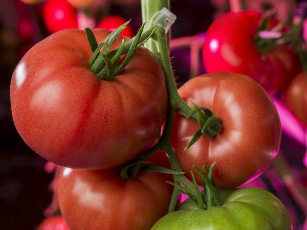 У Польщі вперше виростили рожеві томати зі світлодіодним досвічуванням Рис.2
