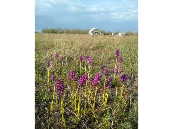Перлина України: зацвіло найбільше в Європі поле диких орхідей Рис.2