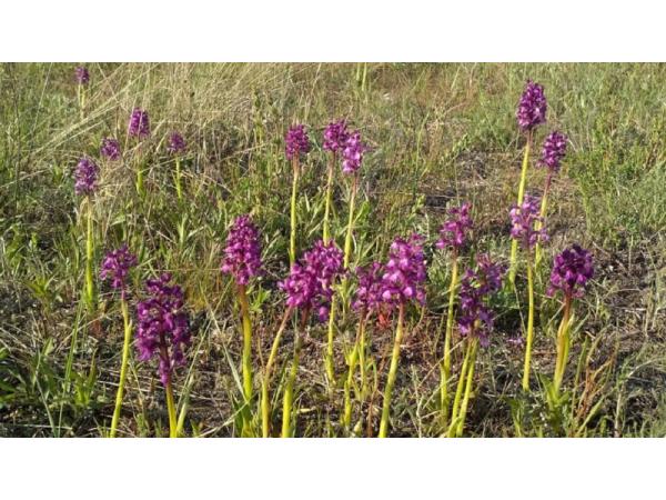 Перлина України: зацвіло найбільше в Європі поле диких орхідей Рис.3