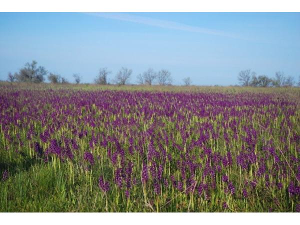 Перлина України: зацвіло найбільше в Європі поле диких орхідей Рис.4