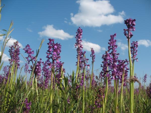 Перлина України: зацвіло найбільше в Європі поле диких орхідей Рис.5