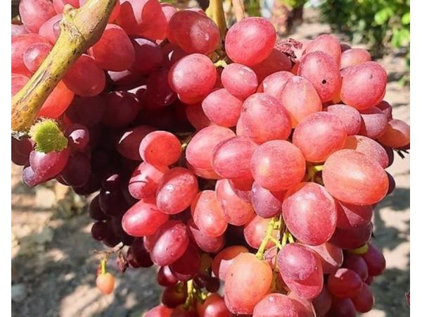 Виноградар з Хмельниччини вирощує 180 сортів елітного винограду Рис.1