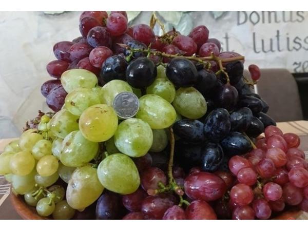 Виноградар з Хмельниччини вирощує 180 сортів елітного винограду Рис.2