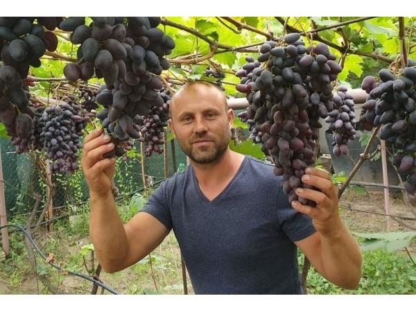 Виноградар з Хмельниччини вирощує 180 сортів елітного винограду Рис.3
