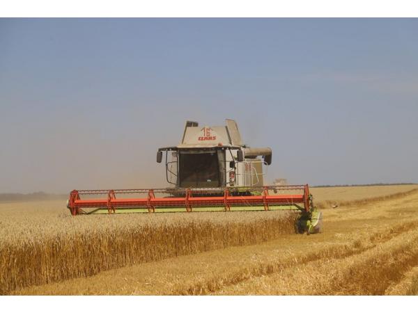 В Україні зафіксовано новий рекорд урожайності пшениці Рис.2