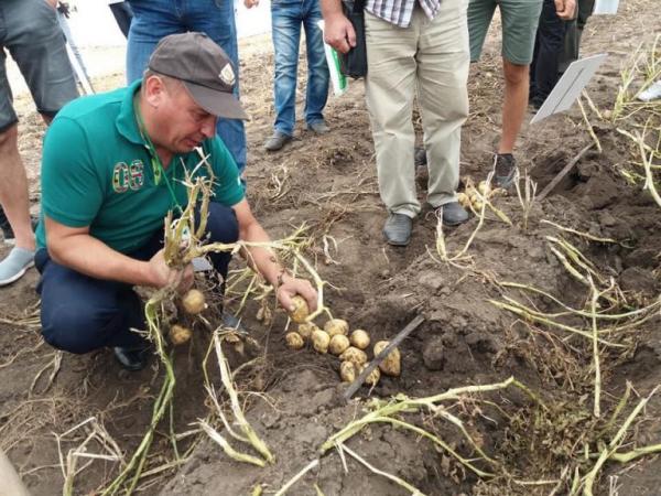 На Черкащині представили нові та найурожайніші сорти картоплі немецької селекції Рис.2