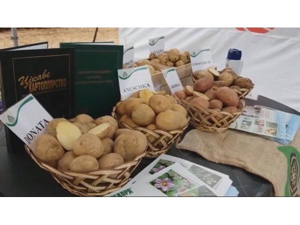 На Черкащині представили нові та найурожайніші сорти картоплі немецької селекції Рис.3