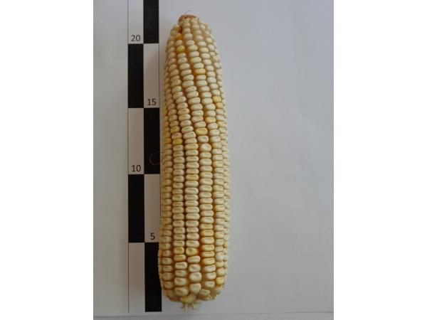 В Інституті зернових культур НААН зареєстровано гібрид білозерної кукурудзи Рис.1