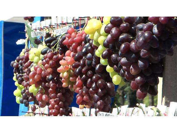 Виноградарство в Україні – перспективний та інвестиційно привабливий агробізнес Рис.3