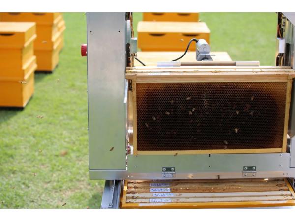 Робот-бджоляр навчився збирати стільники з вуликів Рис.2