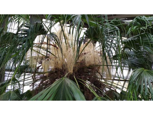 У ботанічному саду Києва розквітла 200-річна пальма Рис.2