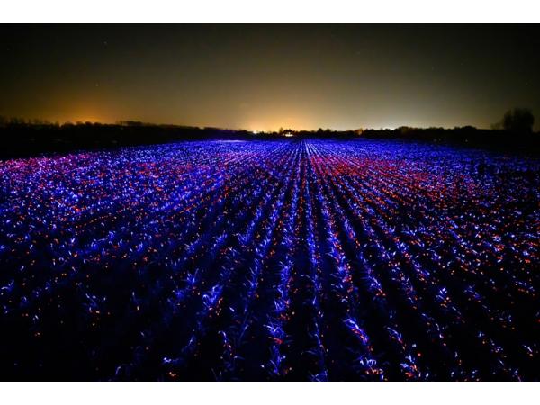 Нідерландський митець перетворив поле цибулі-порею в світлову інсталяцію Рис.2