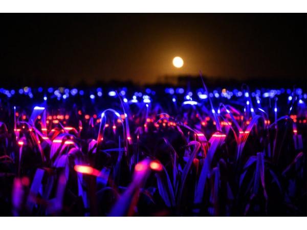 Нідерландський митець перетворив поле цибулі-порею в світлову інсталяцію Рис.3