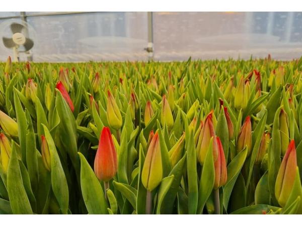 У теплиці житомирського вишу вирощують вісім сортів голландських тюльпанів Рис.3