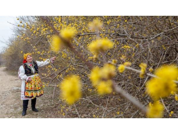 На Закарпатті розквітла найстаріша в Україні плантація кизилу Рис.2