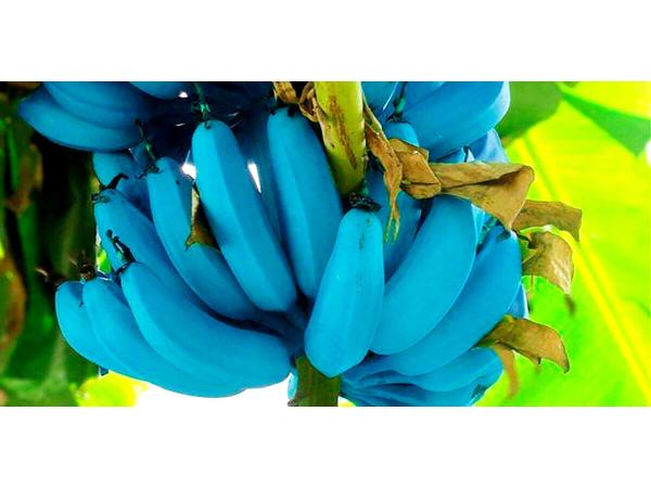 Селекціонери створили банани вражаючого кольору Рис.2