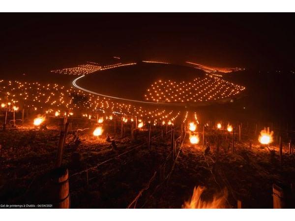 Європейські фермери палять вогні, щоб зігріти сади від заморозків Рис.2