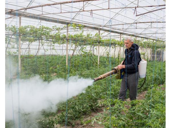 Фермери Одещини знайшли дієвий метод боротьби з томатною міллю Рис.2