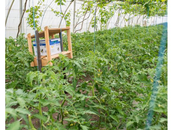 Фермери Одещини знайшли дієвий метод боротьби з томатною міллю Рис.3