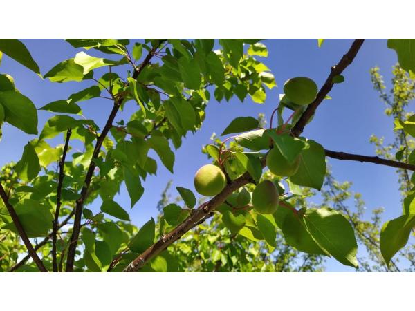  На Львівщині фермерське господарство вирощує 20 сортів персиків Рис.2