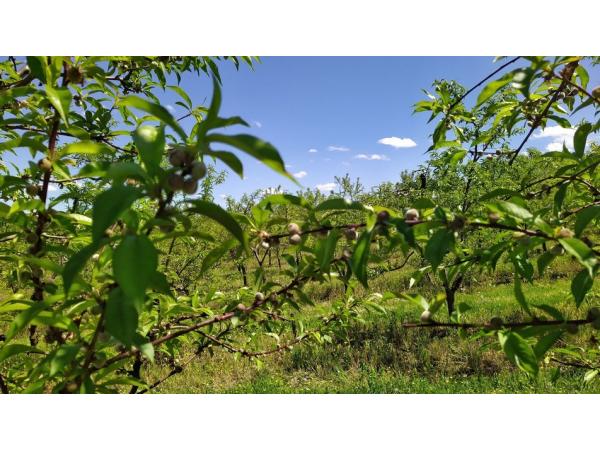  На Львівщині фермерське господарство вирощує 20 сортів персиків Рис.3