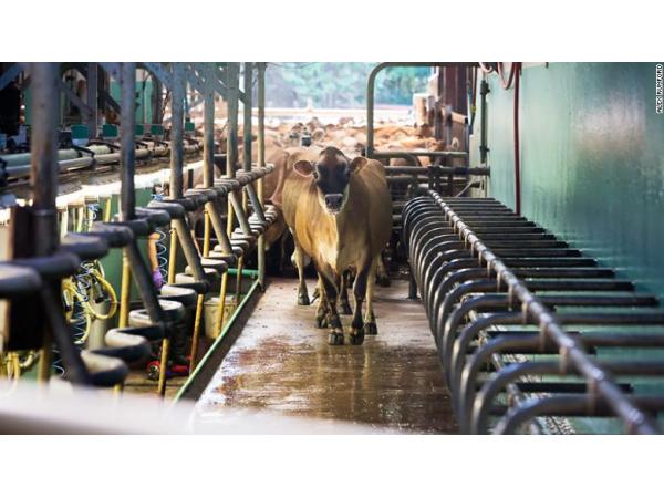 Створена добавка для коров'ячого корму, яка знизить викиди метану і допоможе заробити фермерам Рис.2