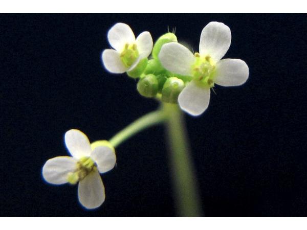 Ботаніки виявили новий орган рослин Рис.2