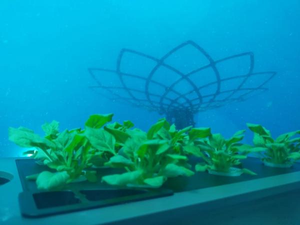 Перша в світі підводна ферма відновлює вирощування полуниці Рис.2