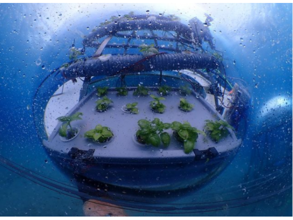 Перша в світі підводна ферма відновлює вирощування полуниці Рис.4
