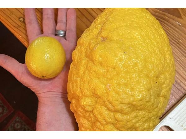 В Австралії люди виростили лимон-гігант вагою 2,6 к Рис.2