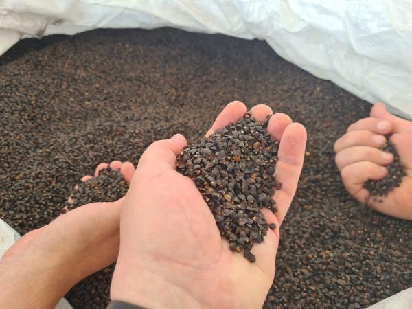 Уряд Канади передав Україні 140 тонн насіння гречки сорту Собо Рис.3