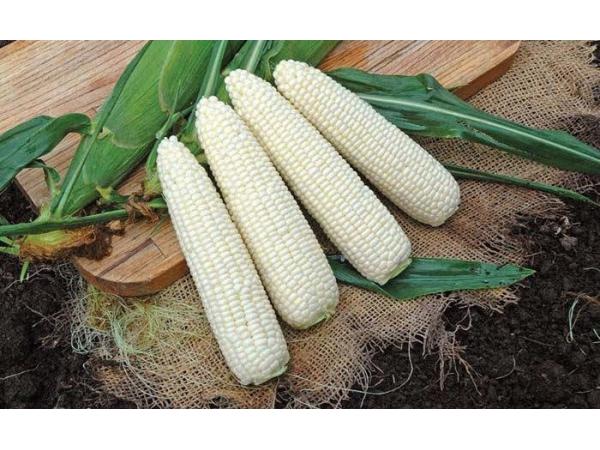 Овочева “екзотика”: як біла кукурудза завойовує ринок України Рис.2