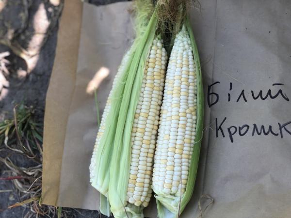 Овочева “екзотика”: як біла кукурудза завойовує ринок України Рис.3