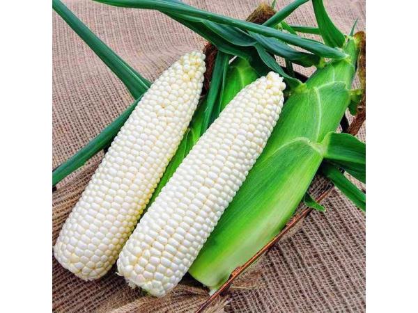 Овочева “екзотика”: як біла кукурудза завойовує ринок України Рис.4