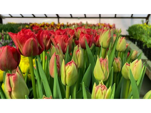 Родина квітникарів з Чернігівщини вирощує в теплиці 50 тисяч тюльпанів Рис.2