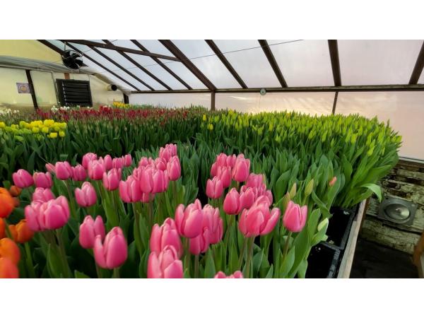 Родина квітникарів з Чернігівщини вирощує в теплиці 50 тисяч тюльпанів Рис.4