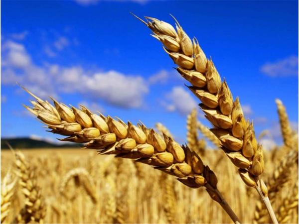 Селекція зробила європейську пшеницю кліматично нестійкою Рис.2