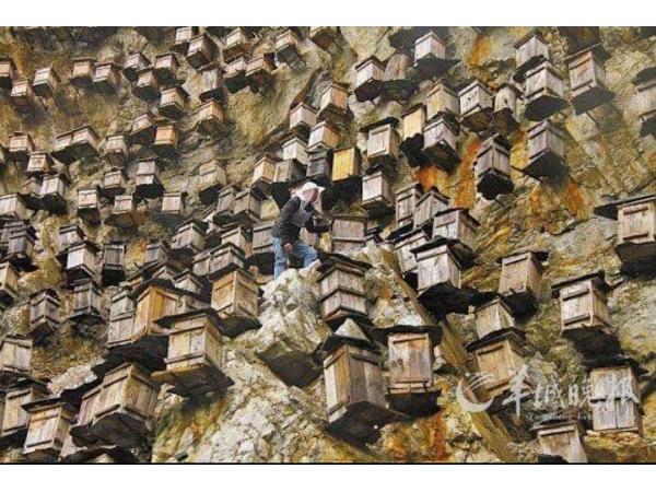 У Китаї побудували хмарочос для бджіл Рис.2
