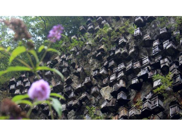 У Китаї побудували хмарочос для бджіл Рис.3
